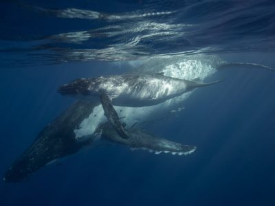 HumpbackwhalesinTonga-scottwilsonimagery-getdownfreediving-