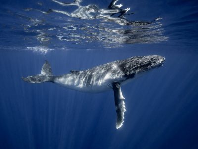 humpbackwhalecalf-babywhale-freediving-scottwilsonimagery-