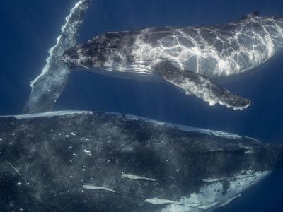 humpbackwhalecalf-scottwilsonimagery-freediving-underwaterphotgraphy-byronbay-